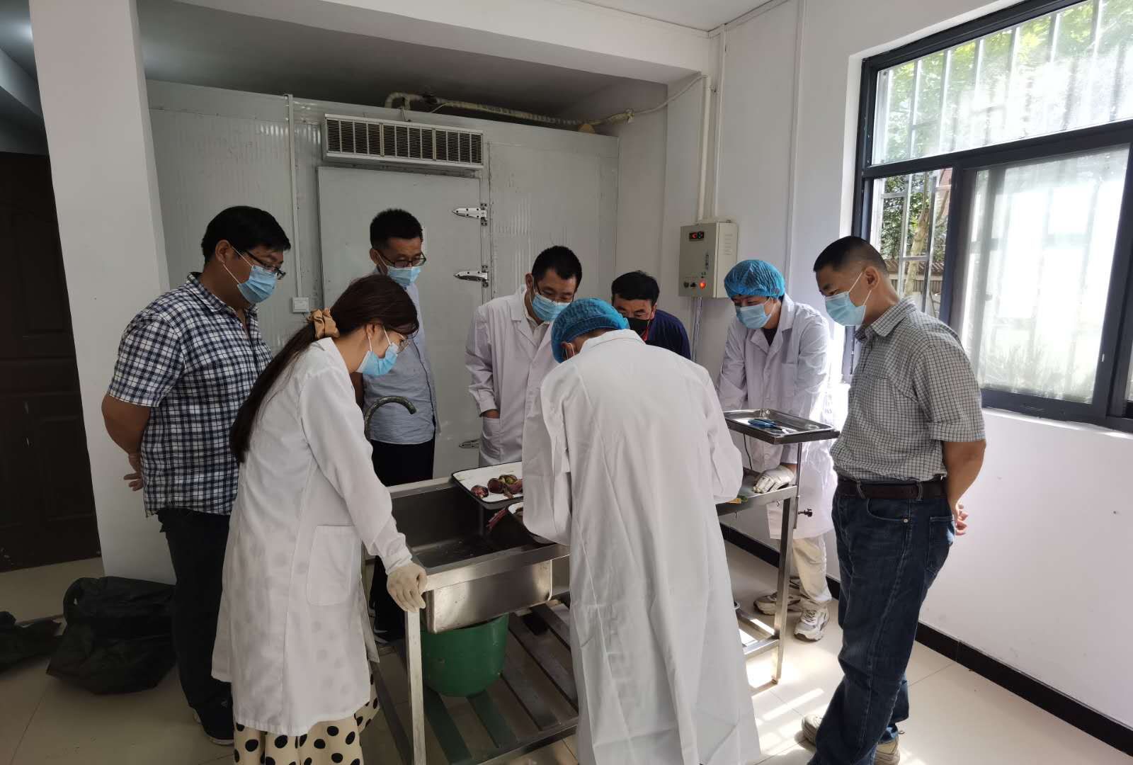 动物|郑州网红天鹅妈妈去世，专家呼吁市民不要乱投喂