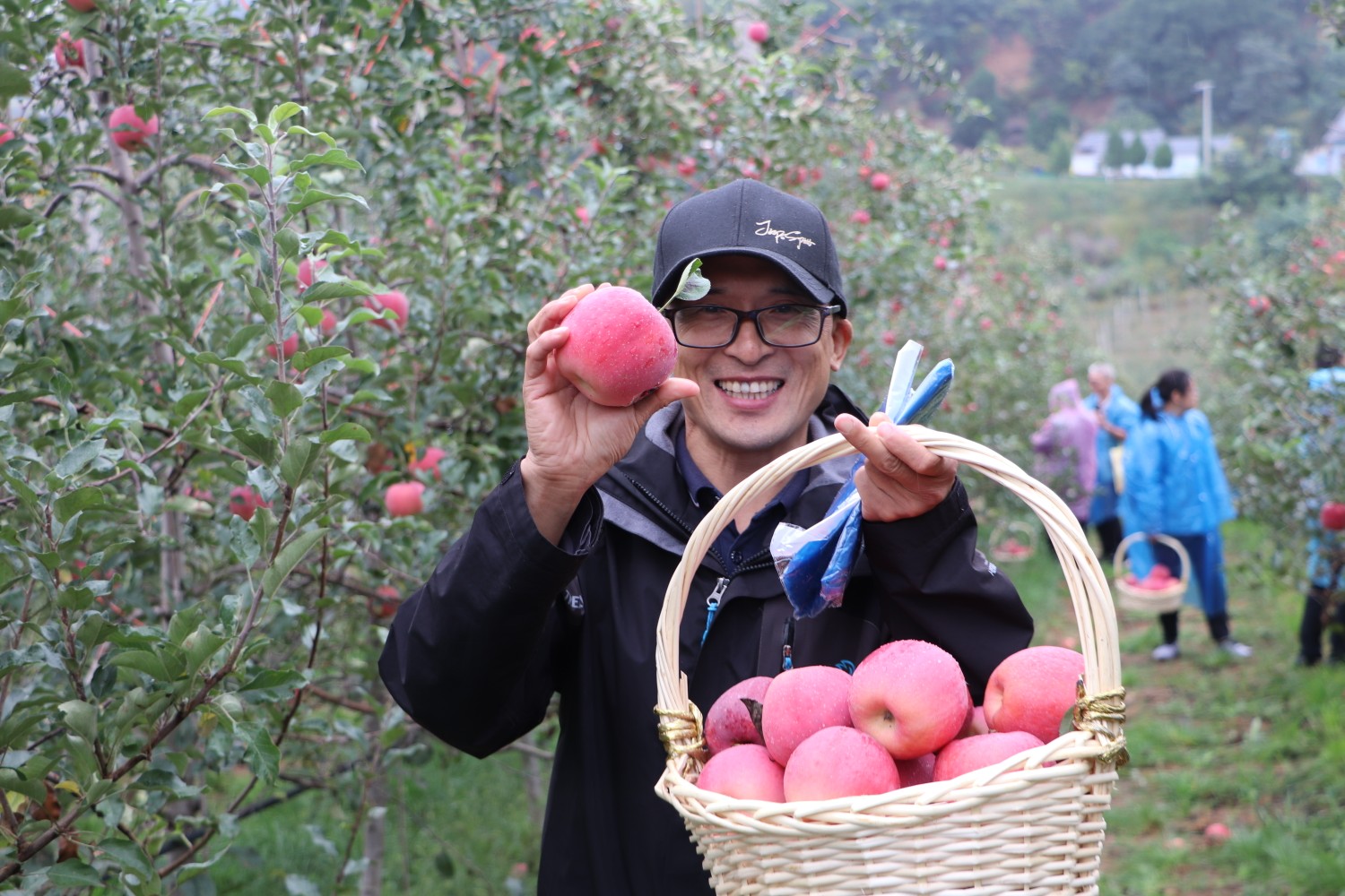 三门峡的苹果红了！今年产量约19.7亿公斤