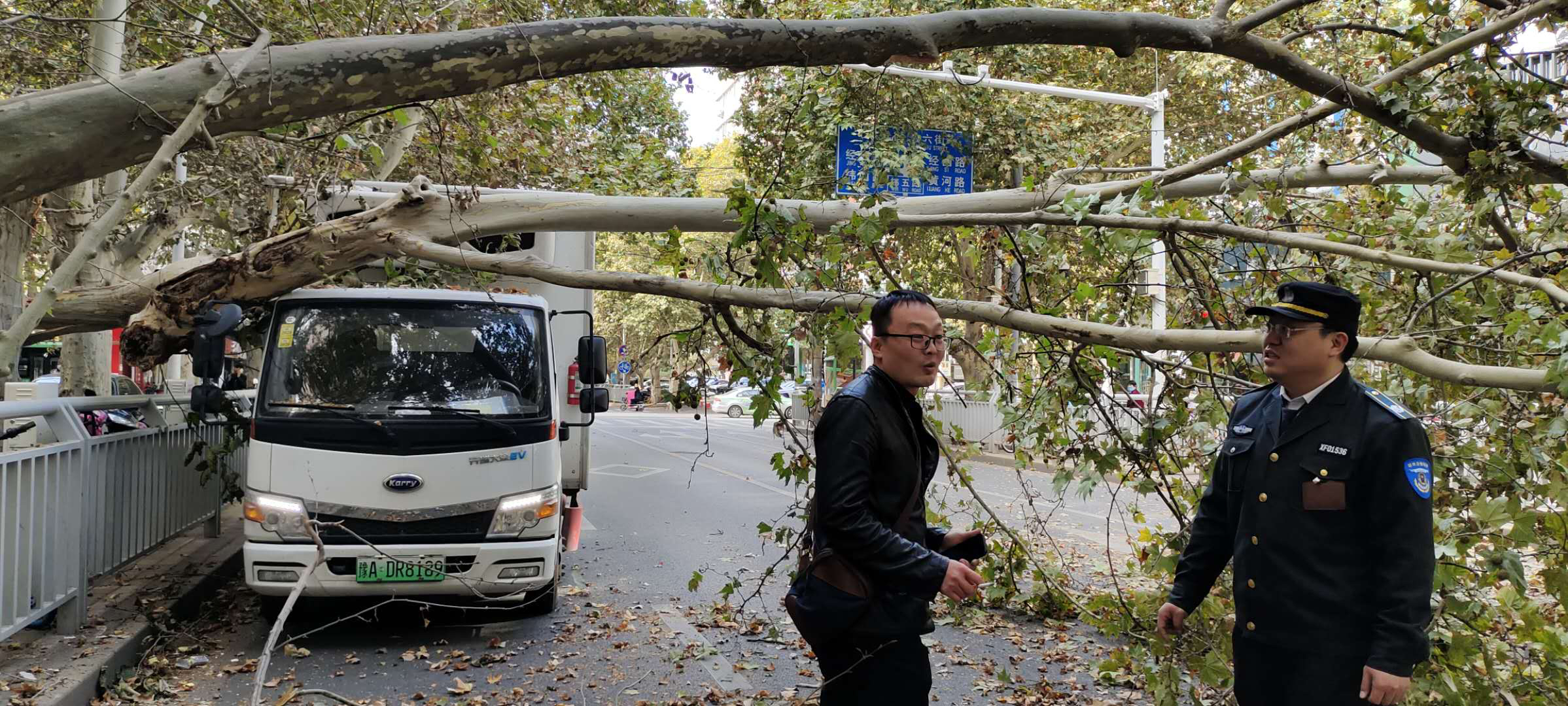 |法桐断裂砸倒旁边树， 过路厢货车遭殃