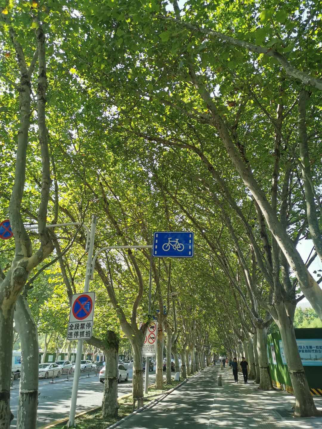 郑州最美法桐在哪里来跟刘昊然重新认识郑州法桐