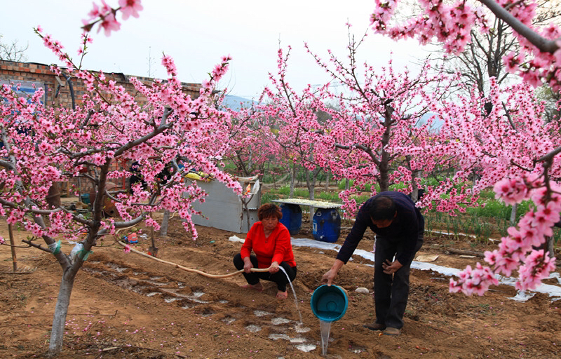 粉红桃花挂满枝头 荥阳果农在桃花园里播种 希望 大河报网