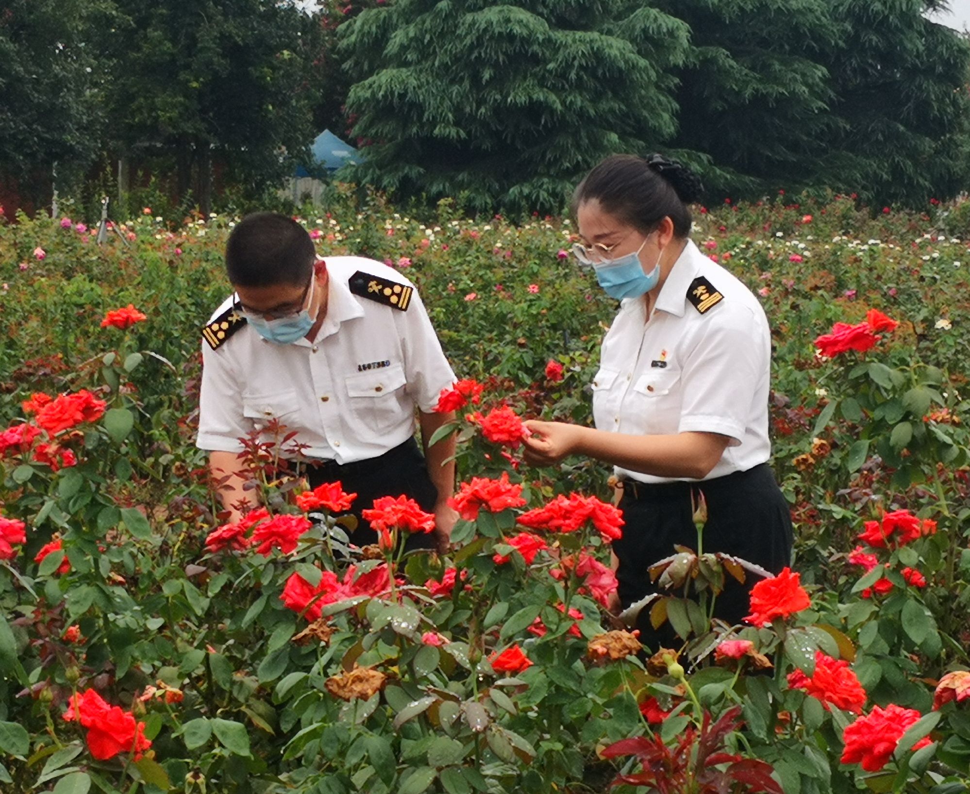 助力南阳艾草月季走出国门截至8月份郑州海关共监管出口南阳月季627万