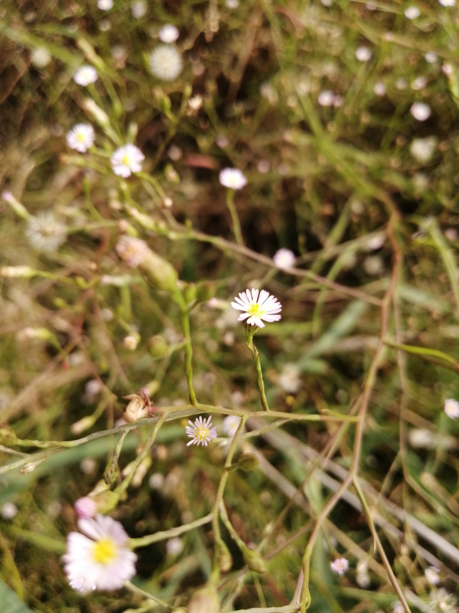天气|天凉好个秋？ 未来几天，河南有雨来添凉