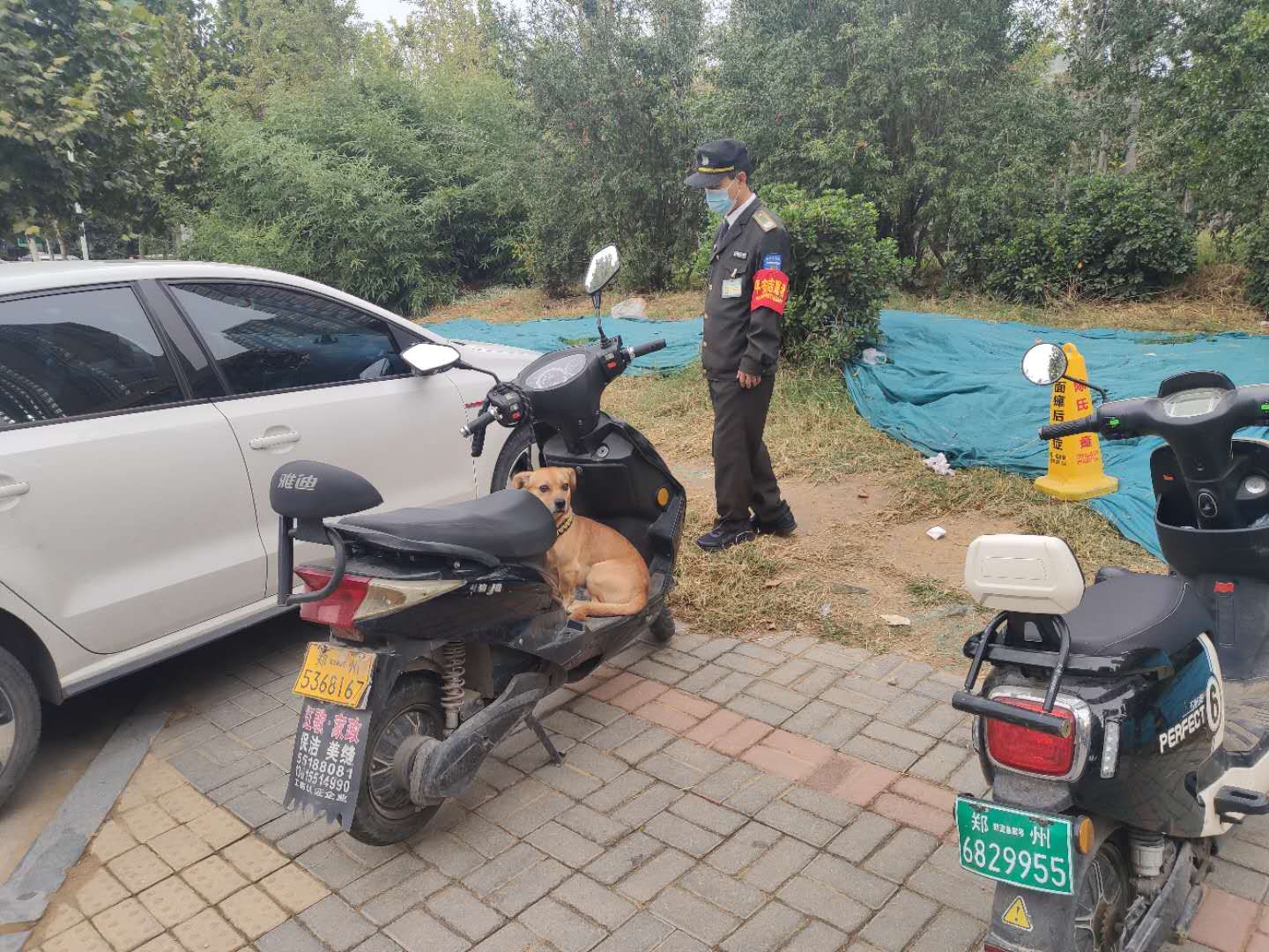 |这辆车子没上锁 一条黄狗坐上面，咋回事？