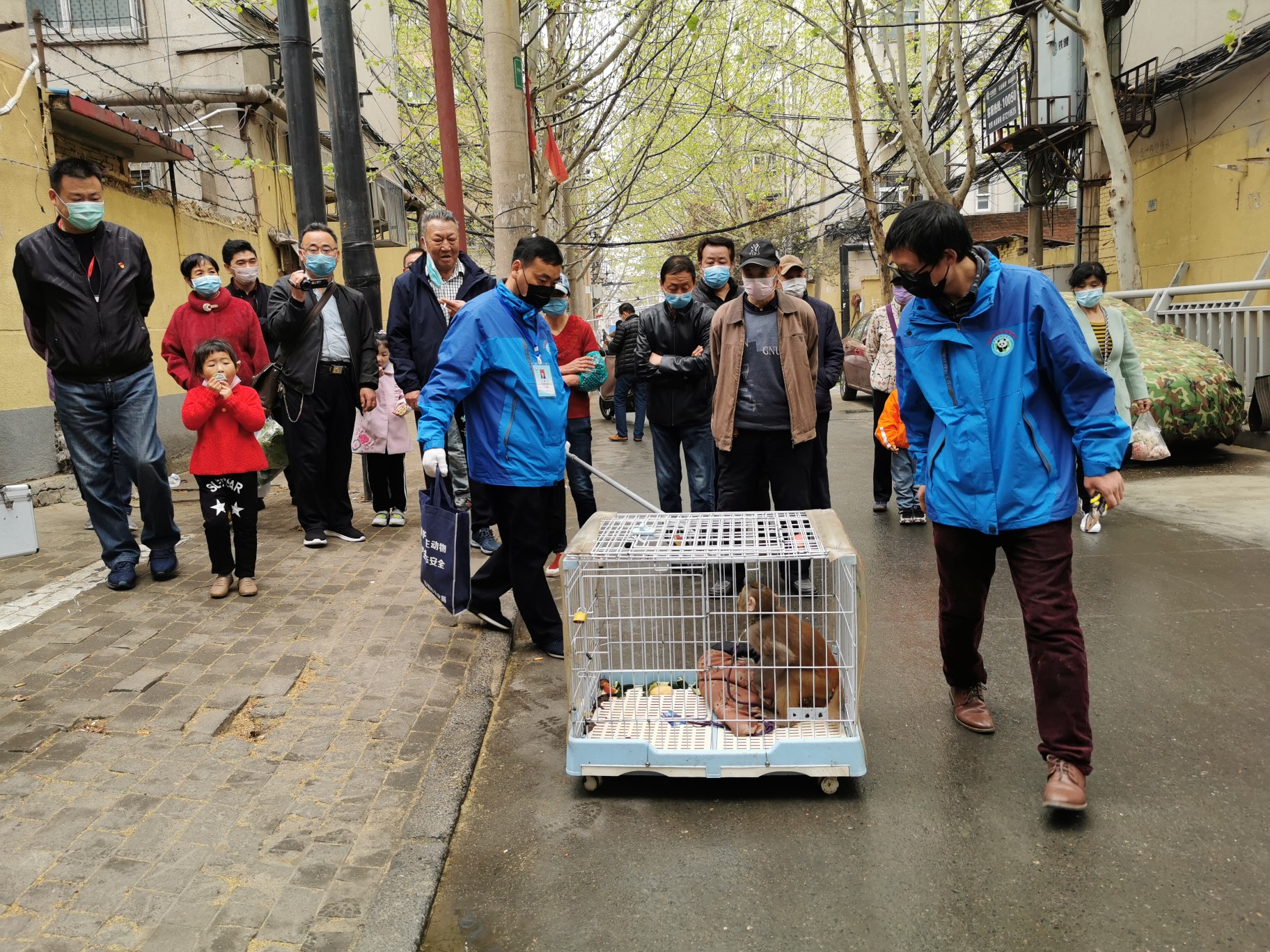「动物」“大师兄”深夜现身郑州一小区，不知道它从哪儿来，但知道它会到哪儿去