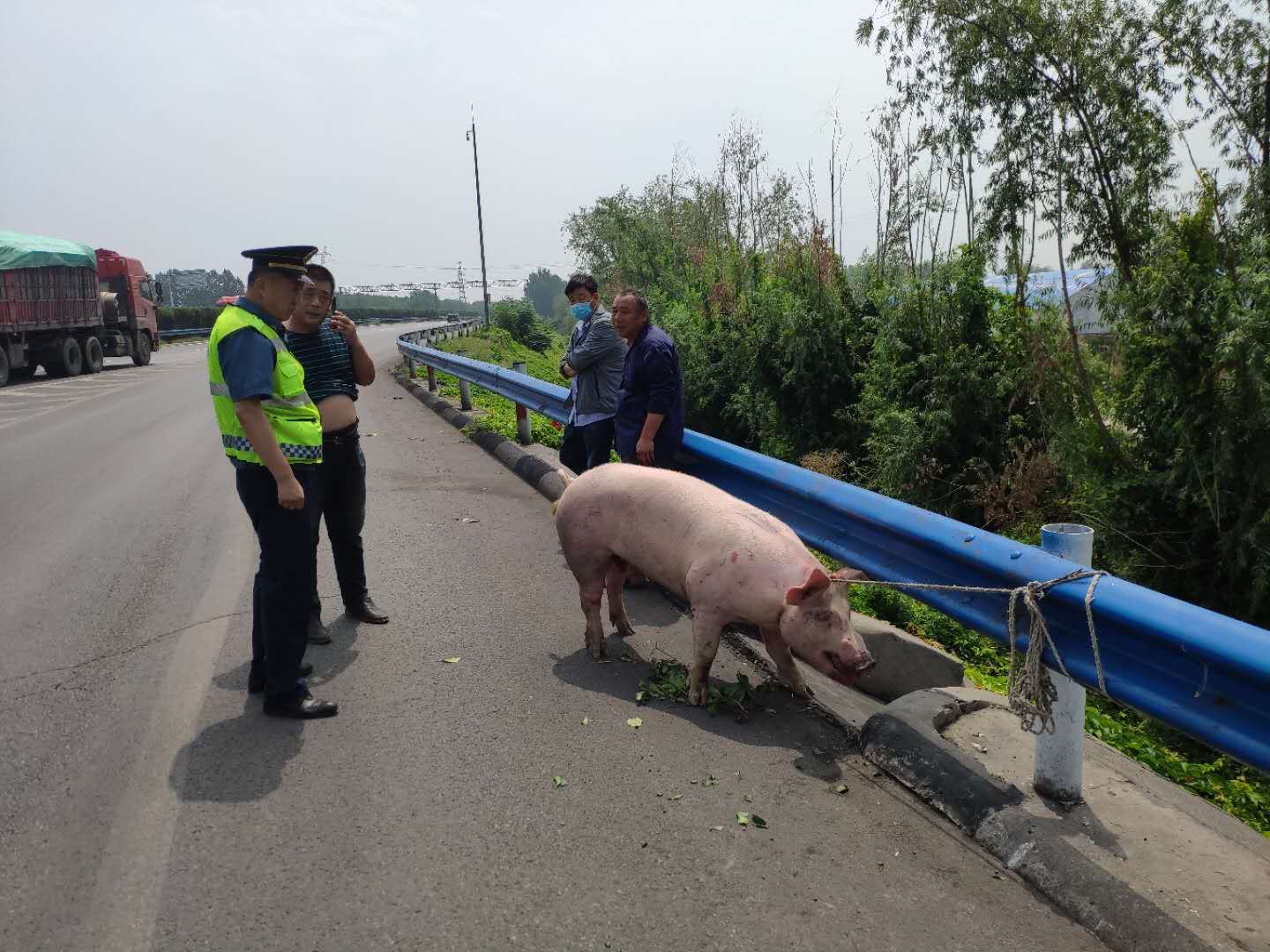 |牛犊子、“二师兄”屡屡奔上郑焦晋高速路……路产人员发警示