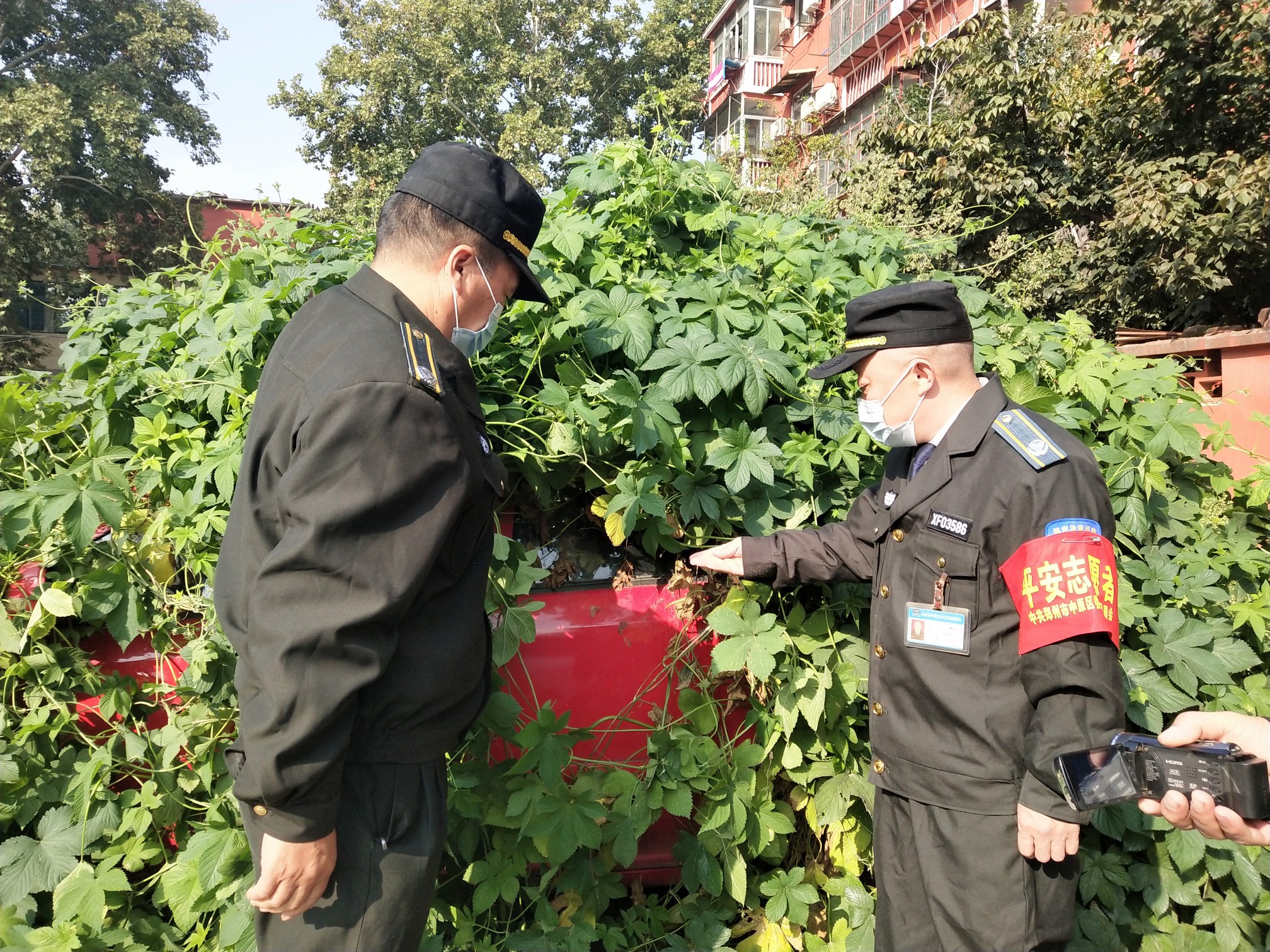 |停车场长满青藤 原来,里面藏着它......