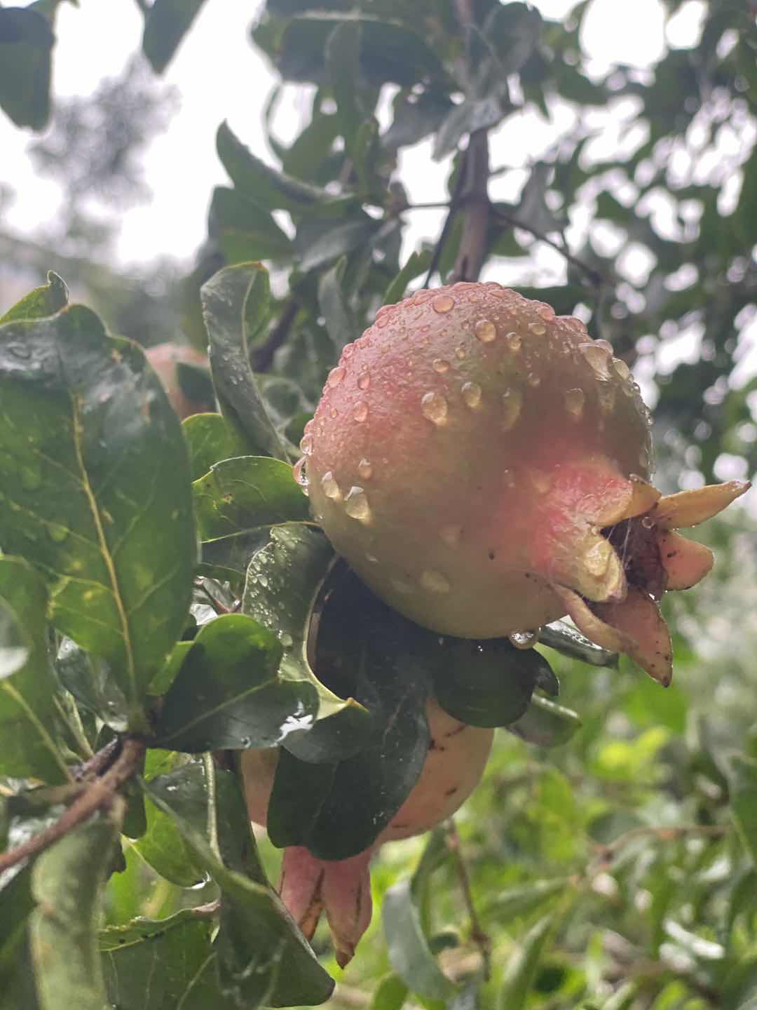 暴雨|下午多个地市将遭暴雨？ 郑州这轮的雨势也不小