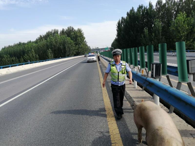 交通|惊险！高速公路上“二师兄” 跳车！过往车辆纷纷躲避