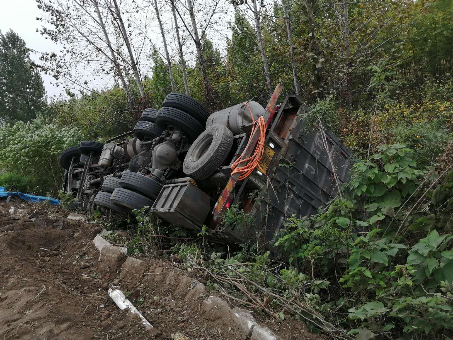 |高速公路上演“猪在囧途” 105头“二师兄”坐完专车坐吊车