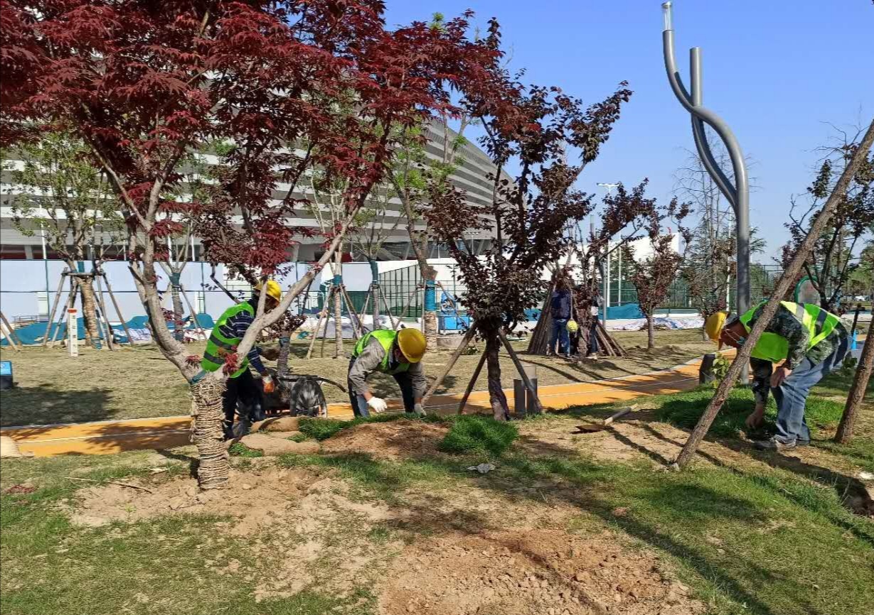 郑州奥体中心绿化树死亡？回应来了！