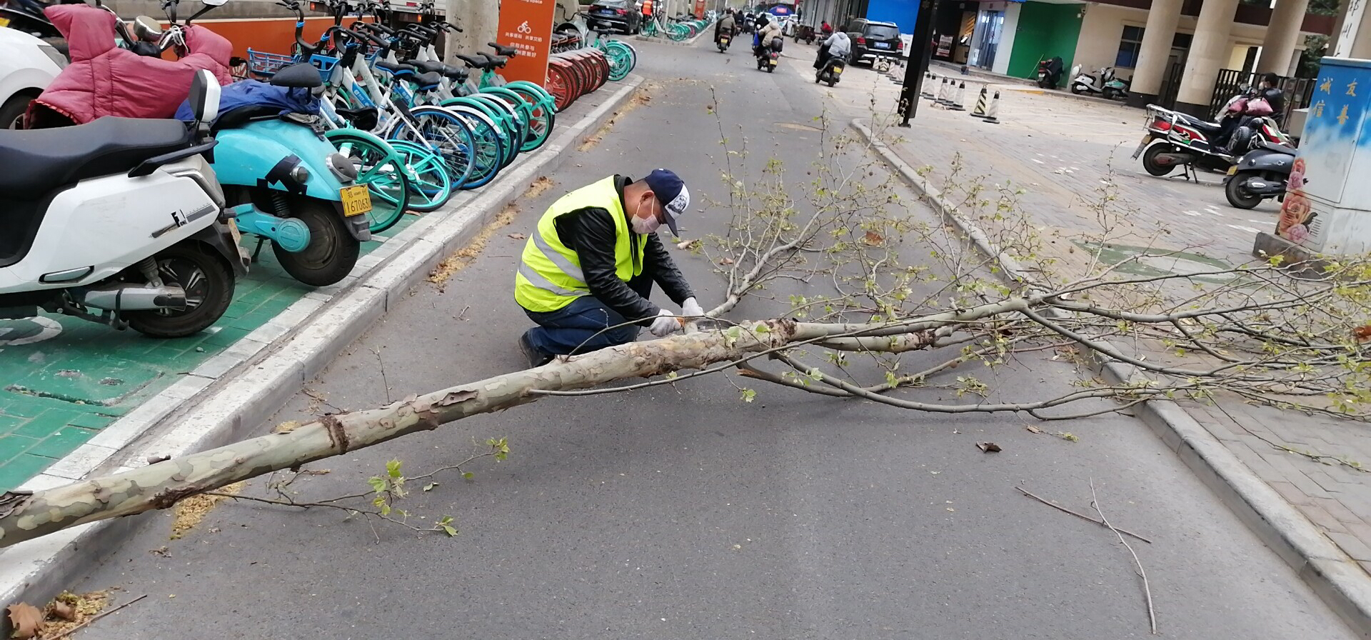 『天气』大风中，郑州绿化管理部门快速抢险应对极端天气