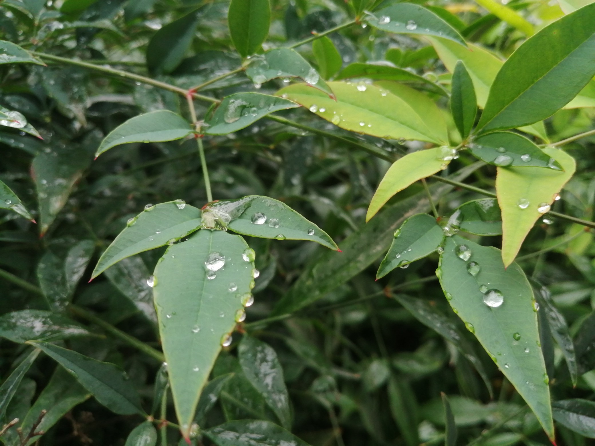 |今明两天我省高海拔地区还有雪? 阴雨天气要持续到明天了