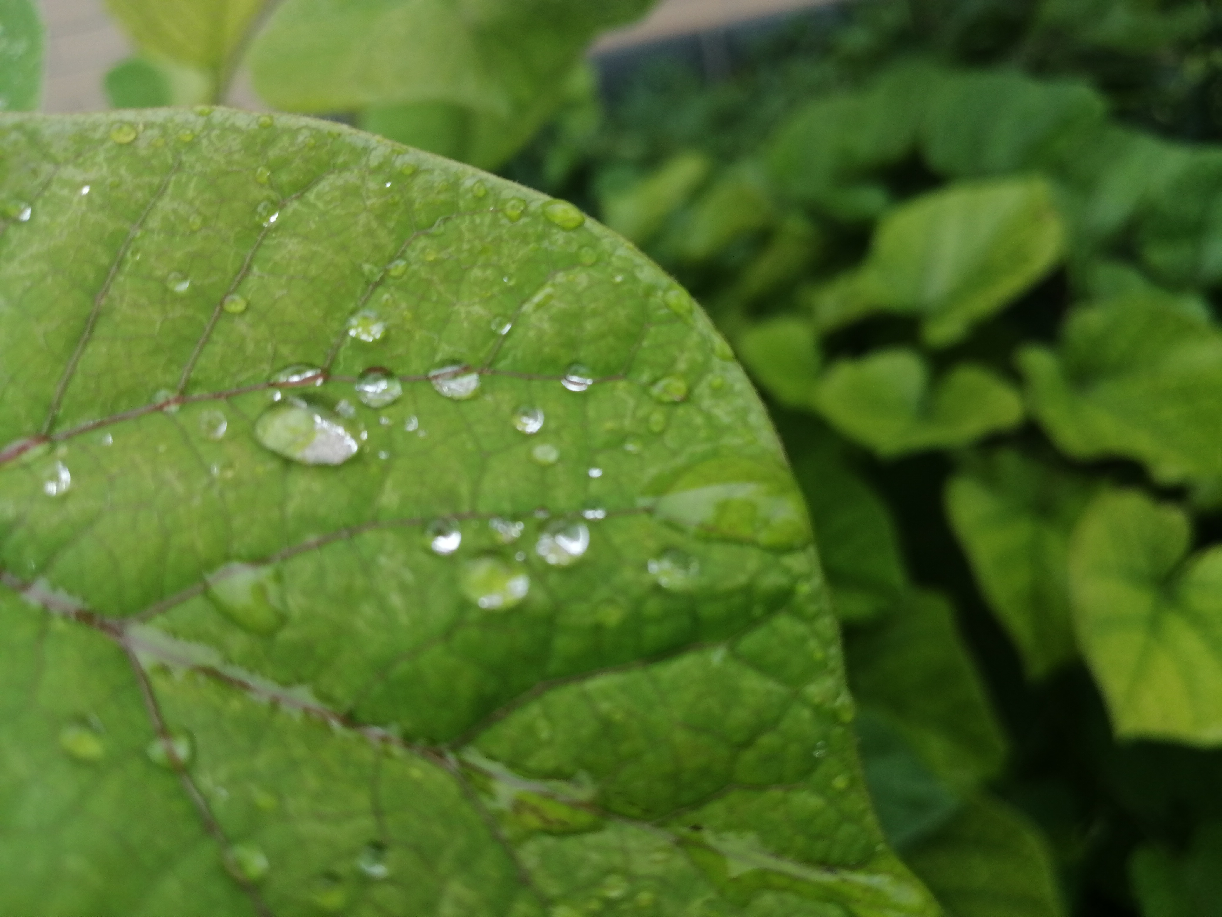 黄河|白天又要下雨? 黄河以北有雨、郑州要到晚上了