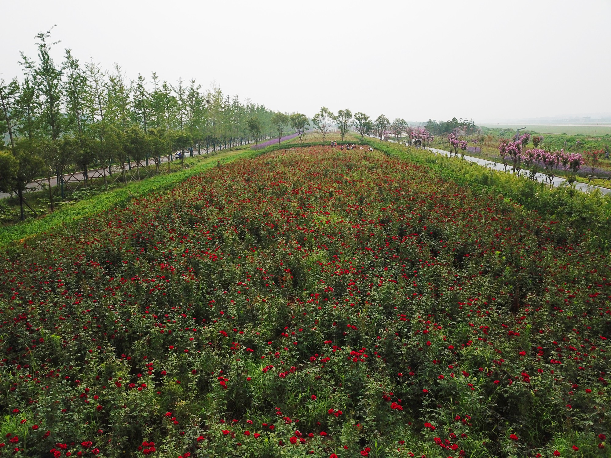 郑州植物园月季花展二-中关村在线摄影论坛
