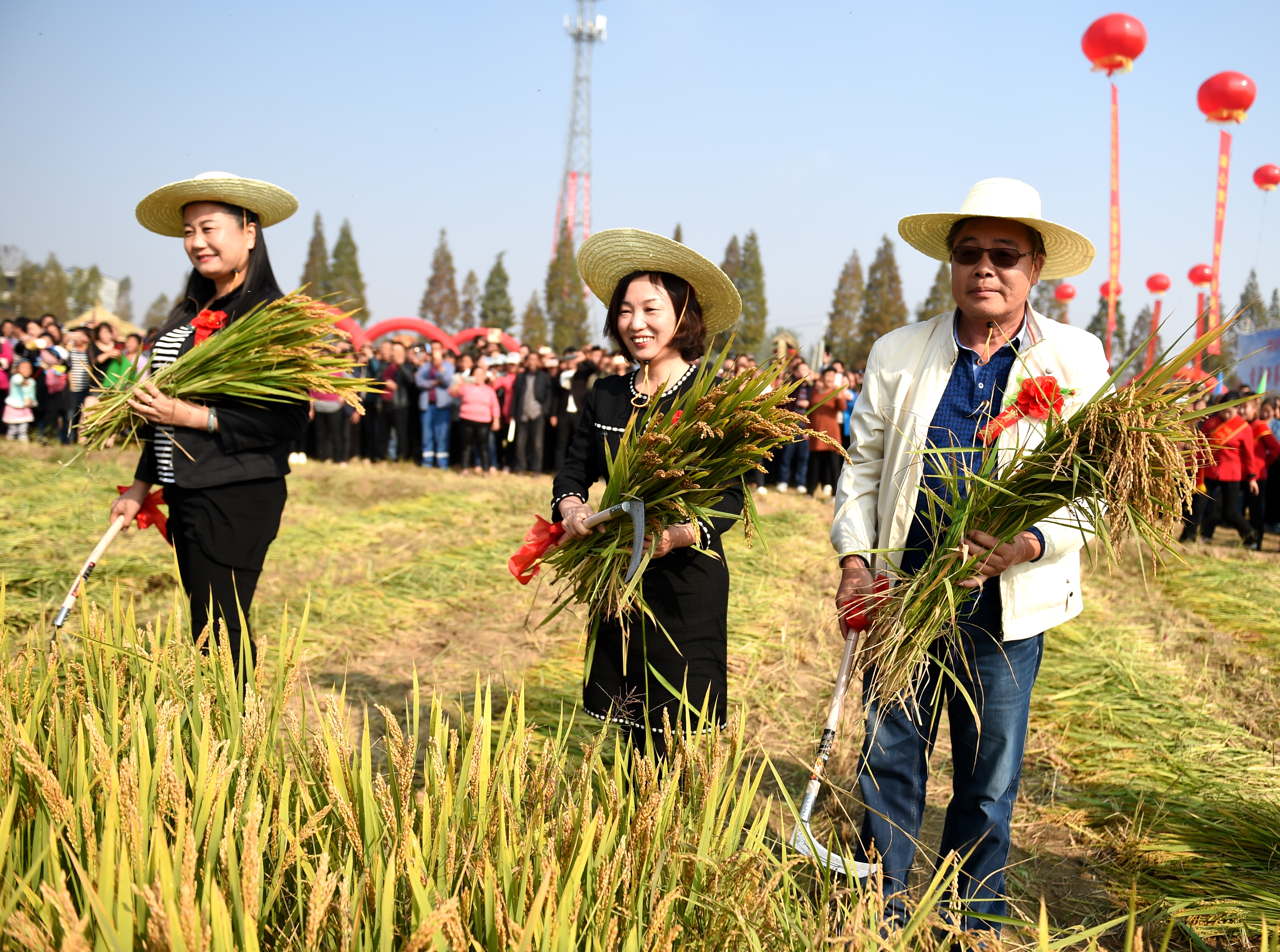 洪汝河畔稻香飘，新蔡盛办首届稻香节