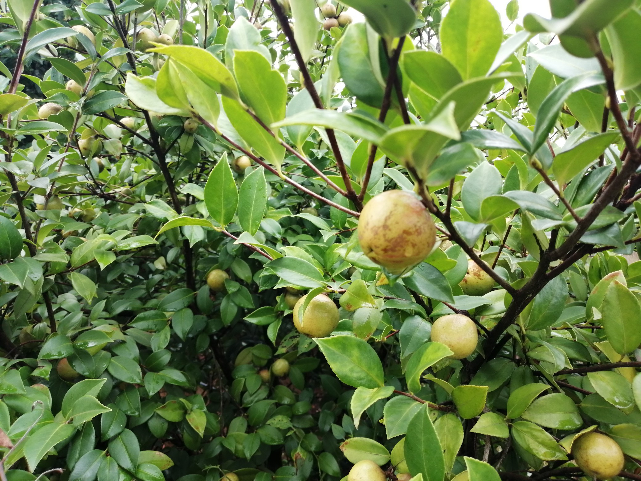 我省要大力发展油茶产业被称液体黄金不油腻不起烟延缓衰老护肤美颜