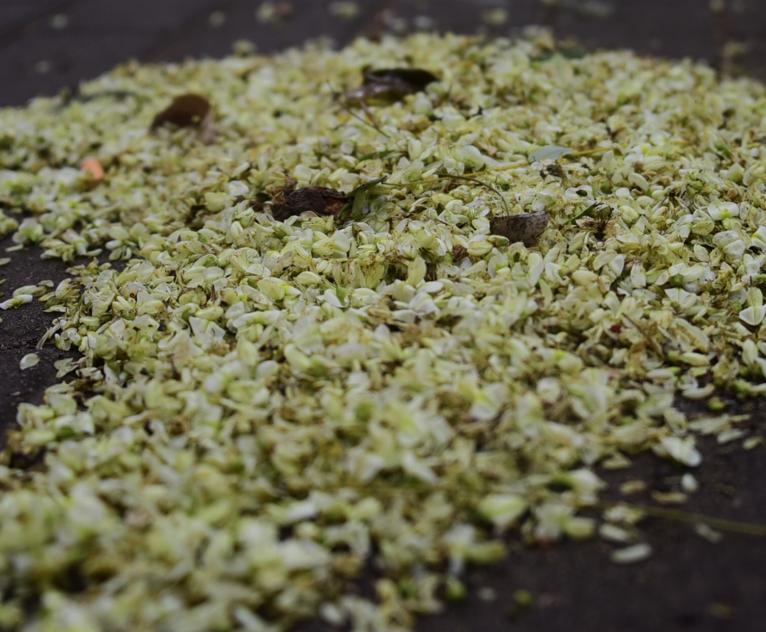 国槐花落香满地郑州环卫工不忍清扫如果开在树上一直不落就好了