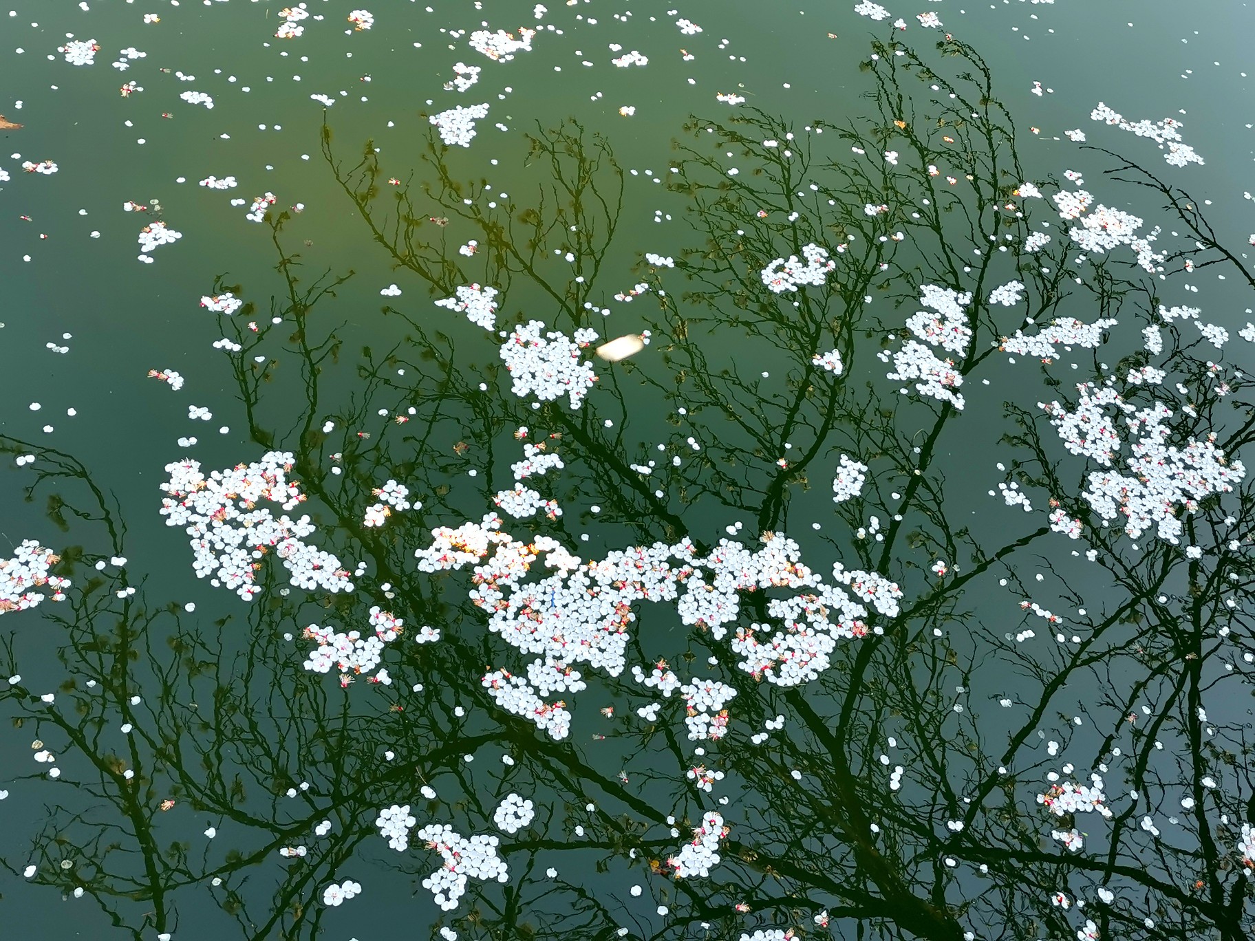 春雨 - 堆糖，美图壁纸兴趣社区