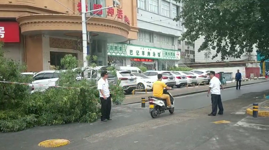 |真费劲！抬这棵折断树干10个人才挪动它