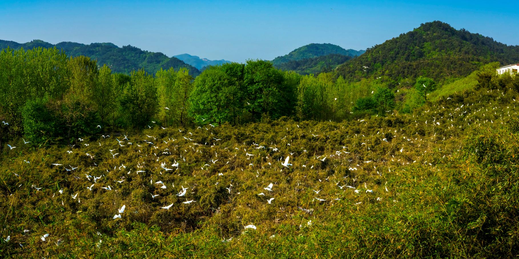 董寨鸟类自然保护区图片