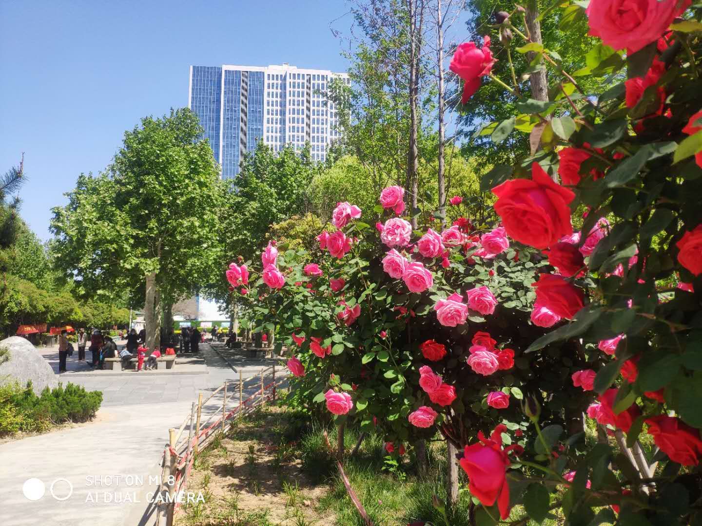 花香浓郁 郑州让月季花开满全城正在变为现实 河南一百度