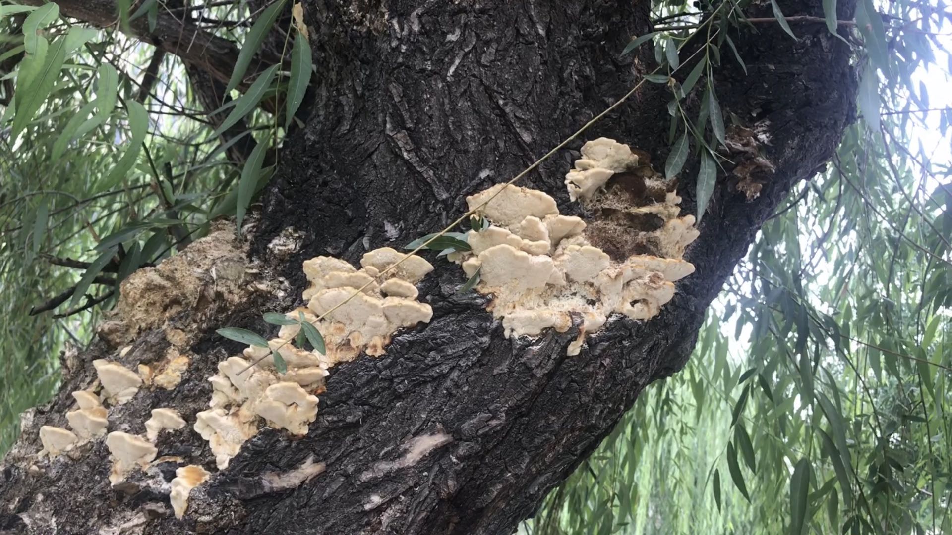 柳树上的白色蘑菇图片