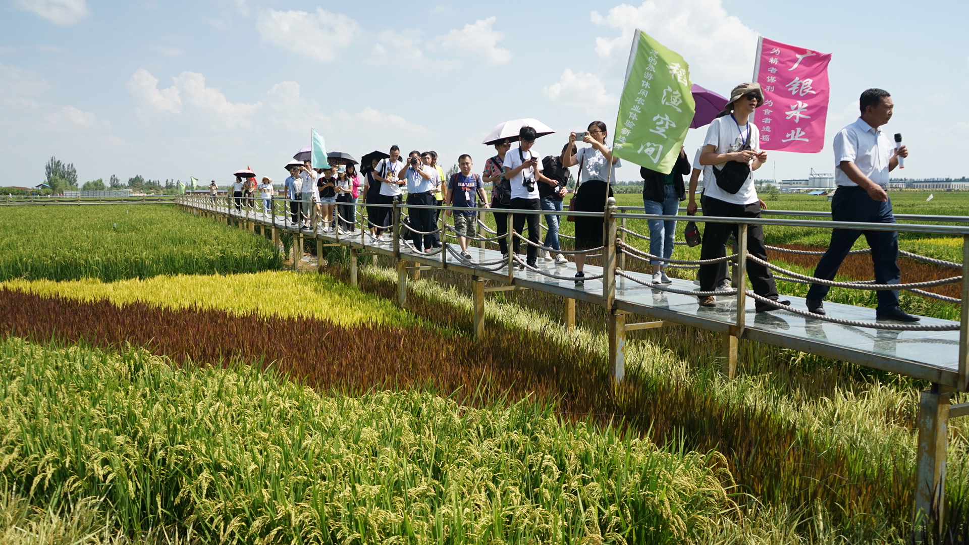 【2018网络媒体宁夏行】稻渔空间生态观光园