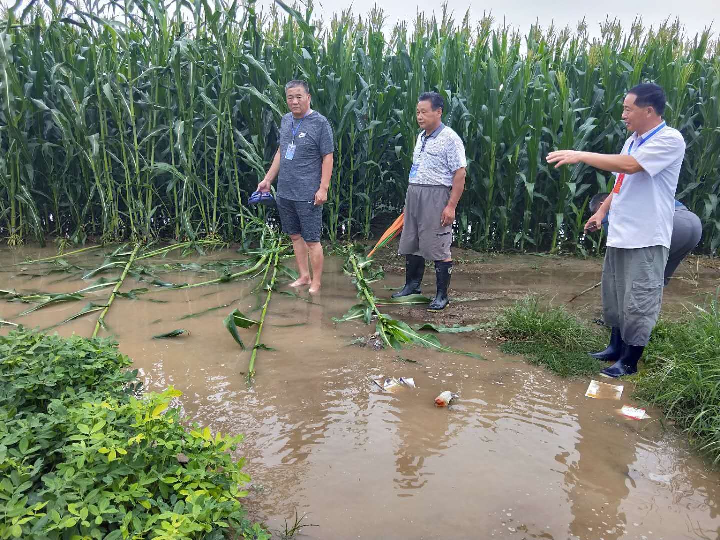 汛情|暴雨来袭，杞县泥沟乡全乡人民一起抗击汛情