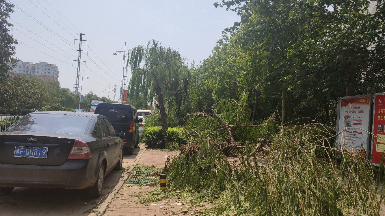 鹤壁14级大风高铁被逼停树木连根拔起农田损失惨重