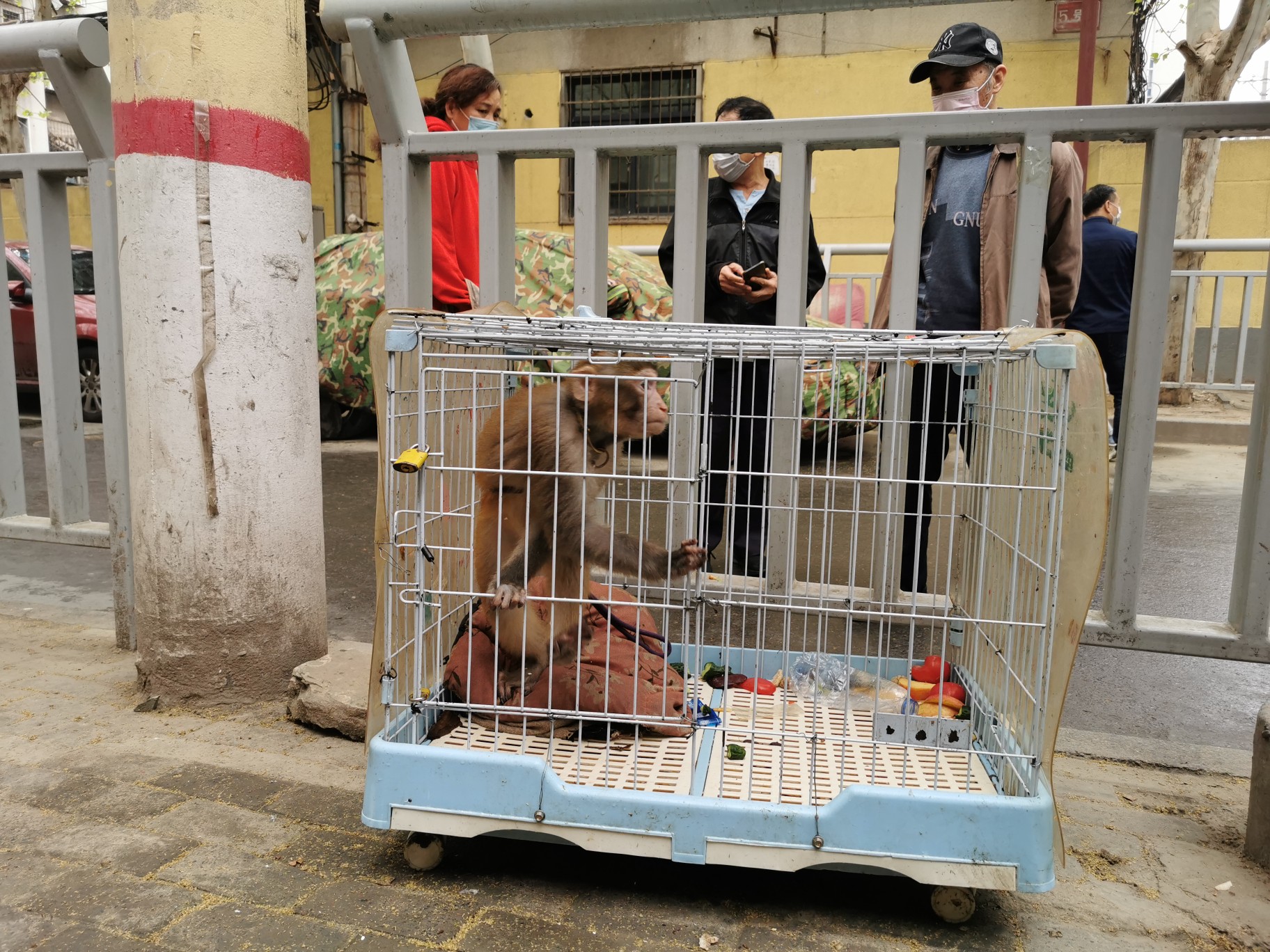 「动物」“大师兄”深夜现身郑州一小区，不知道它从哪儿来，但知道它会到哪儿去