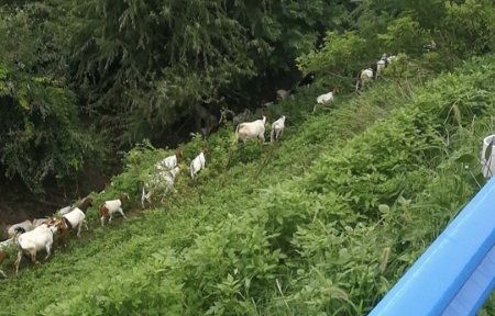 交通|高速公路旁绿草肥美引来村民放羊 交警变身“羊倌”速劝离