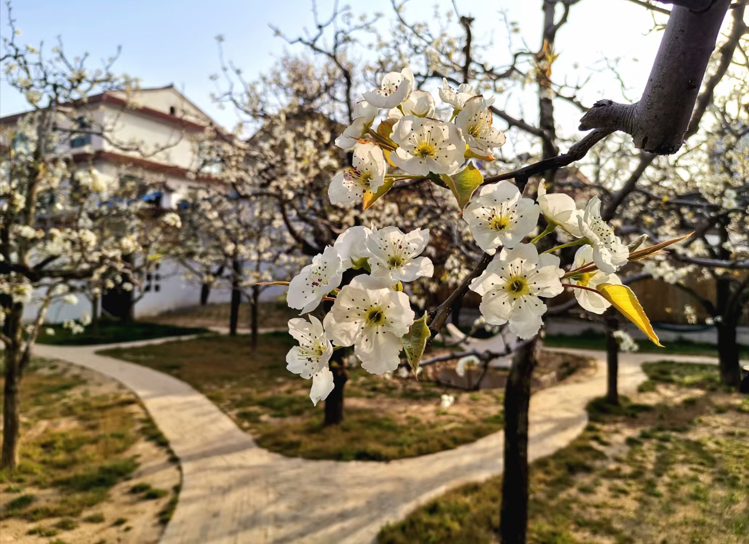 宁陵梨花节图片