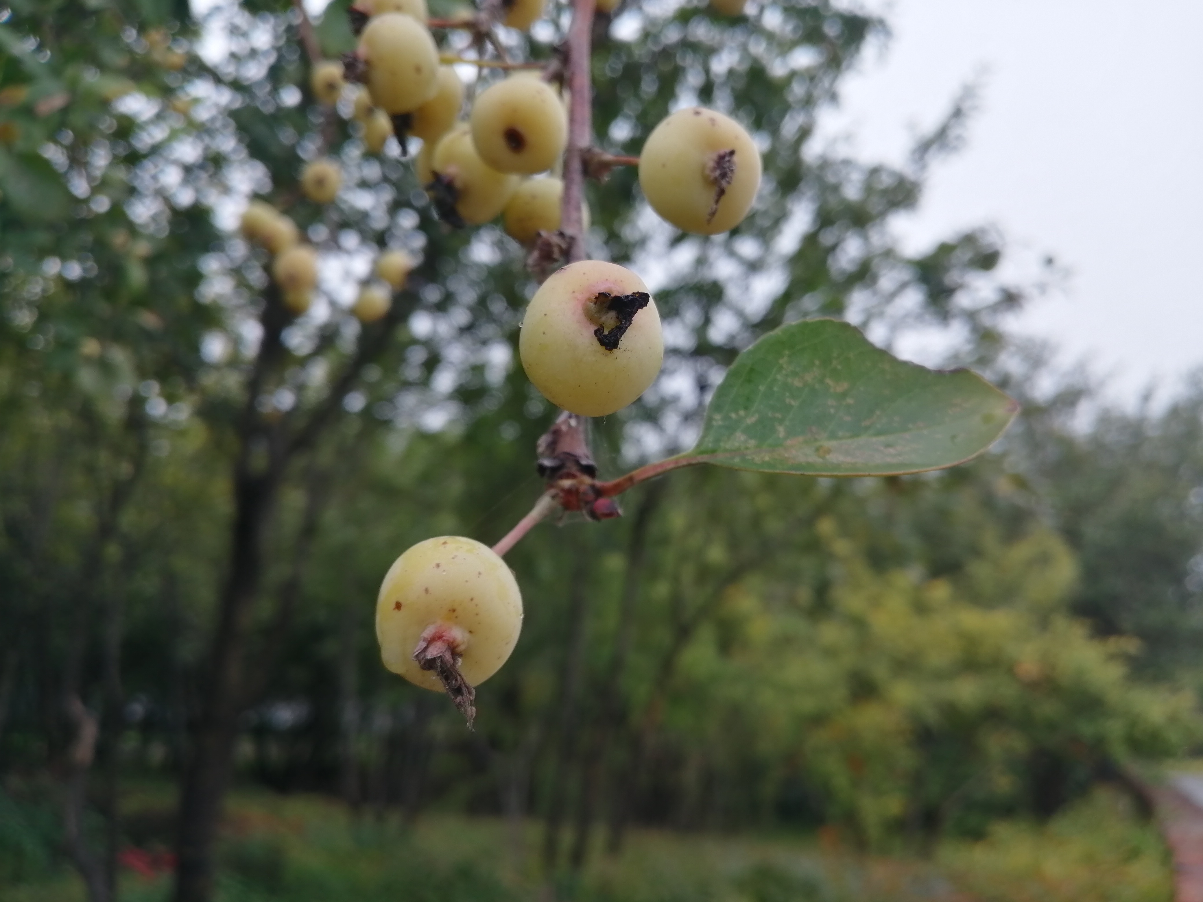 |今明两天我省高海拔地区还有雪? 阴雨天气要持续到明天了