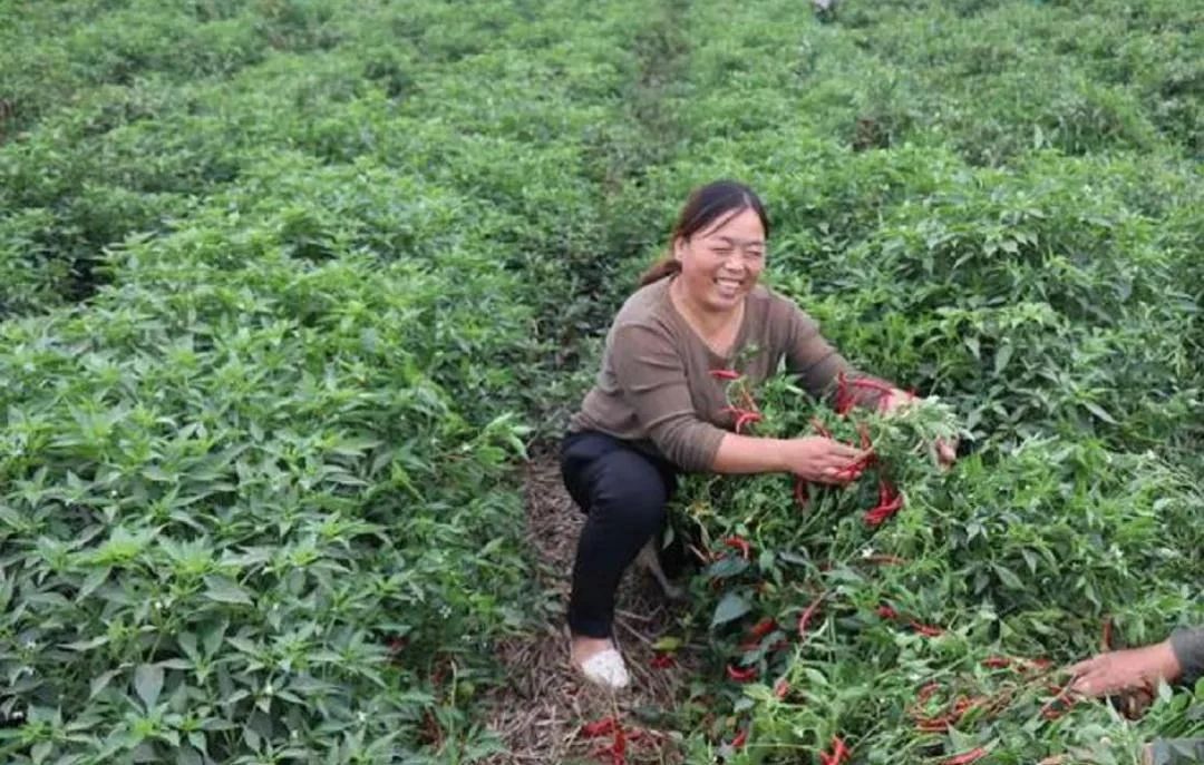 孟州|小小辣椒，映红孟州残疾人致富路