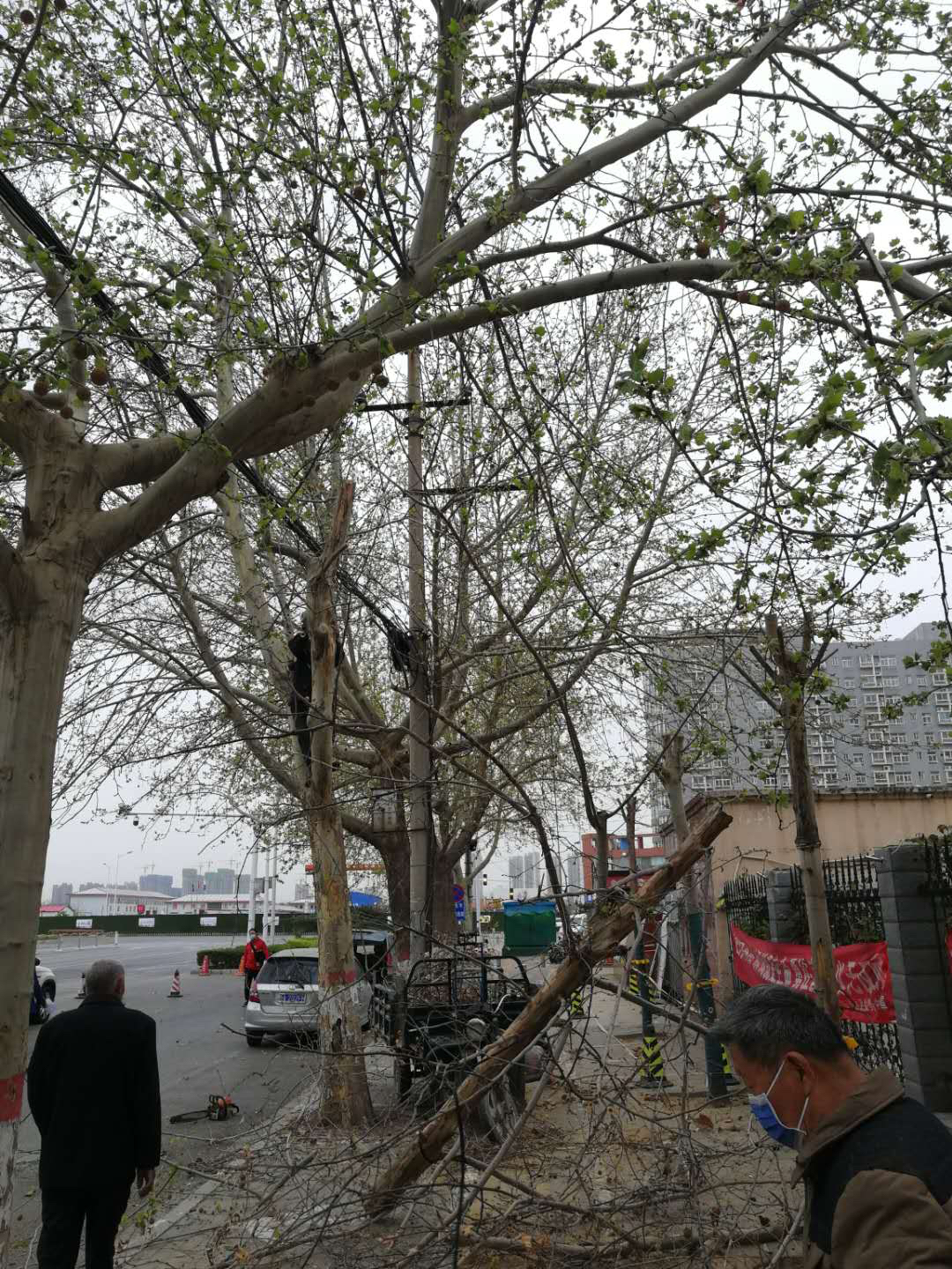 『天气』大风中，郑州绿化管理部门快速抢险应对极端天气