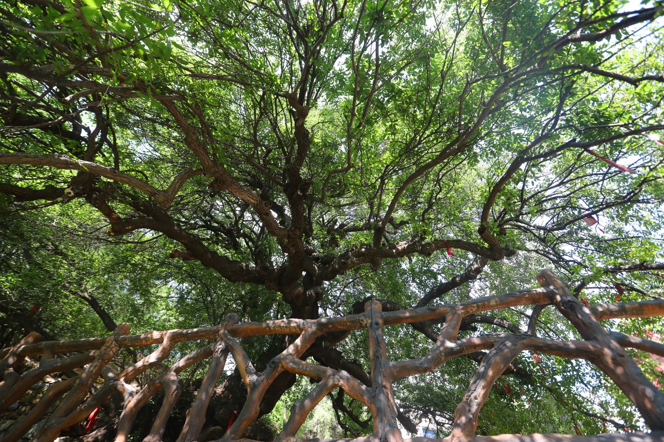 郑州经济|郑州散生古树接近4000株 该如何呵护这些绿色活化石?