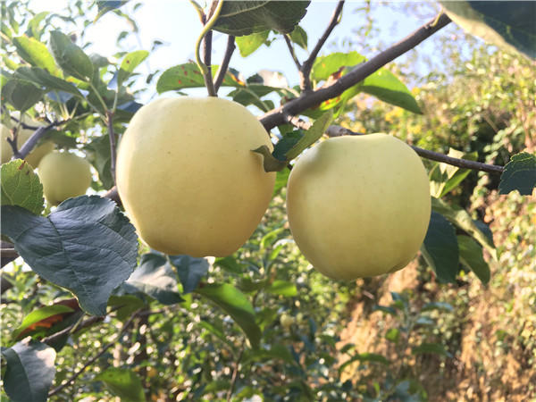 灵宝:喜迎苹果采摘季 欢庆农民丰收节