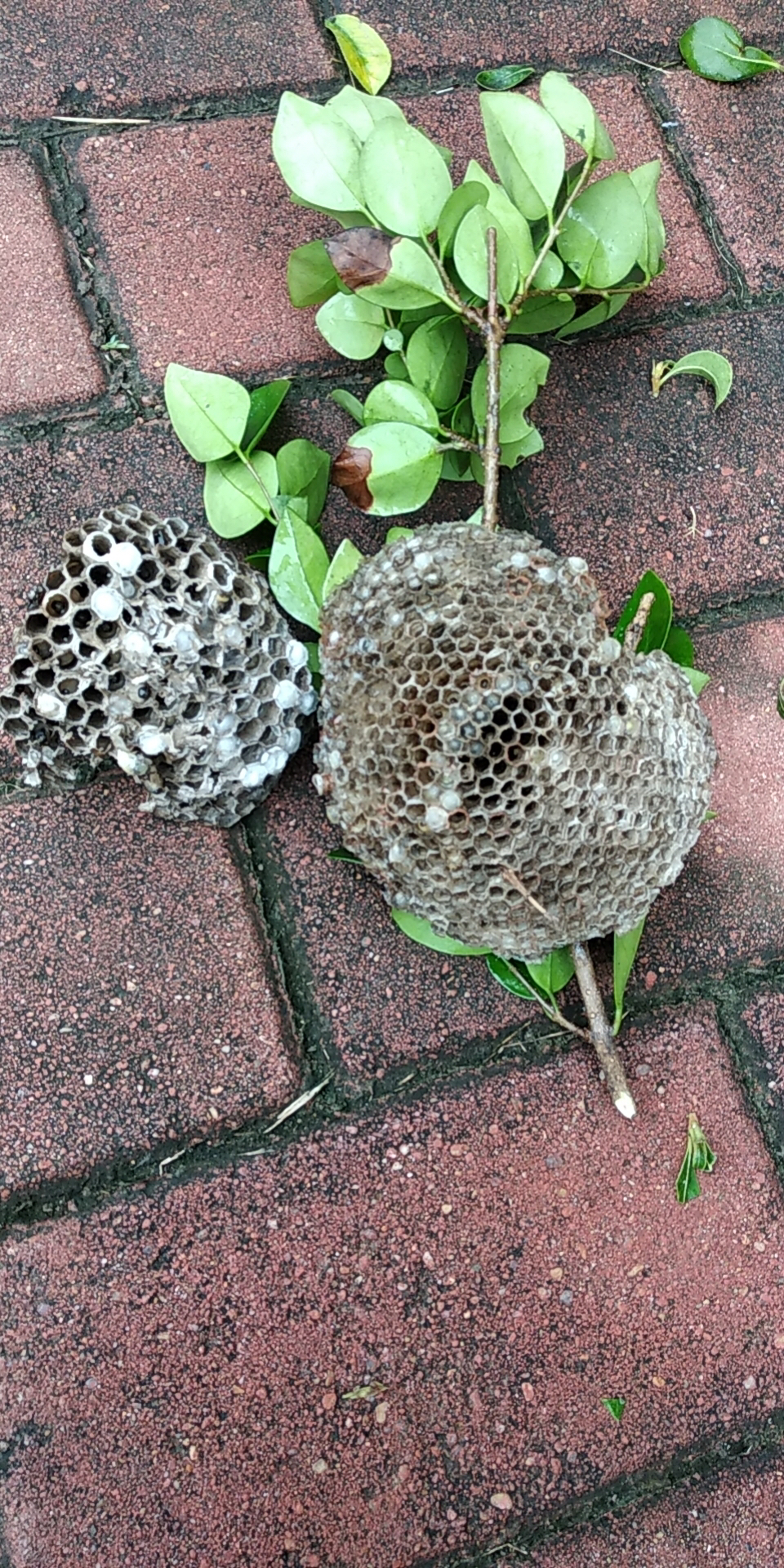 马蜂|修剪花树时误“捅”马蜂窝，绿化工被群蜂追赶吓坏了