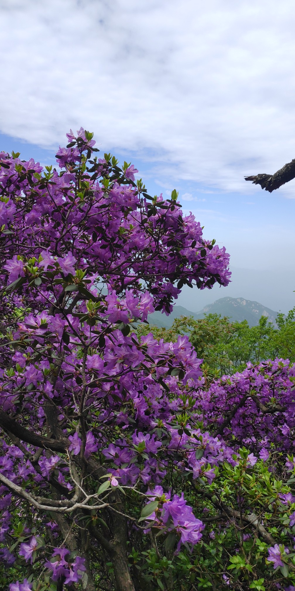 尧山杜鹃花已开 万里晴空 万株杜鹃 等你来 河南商报