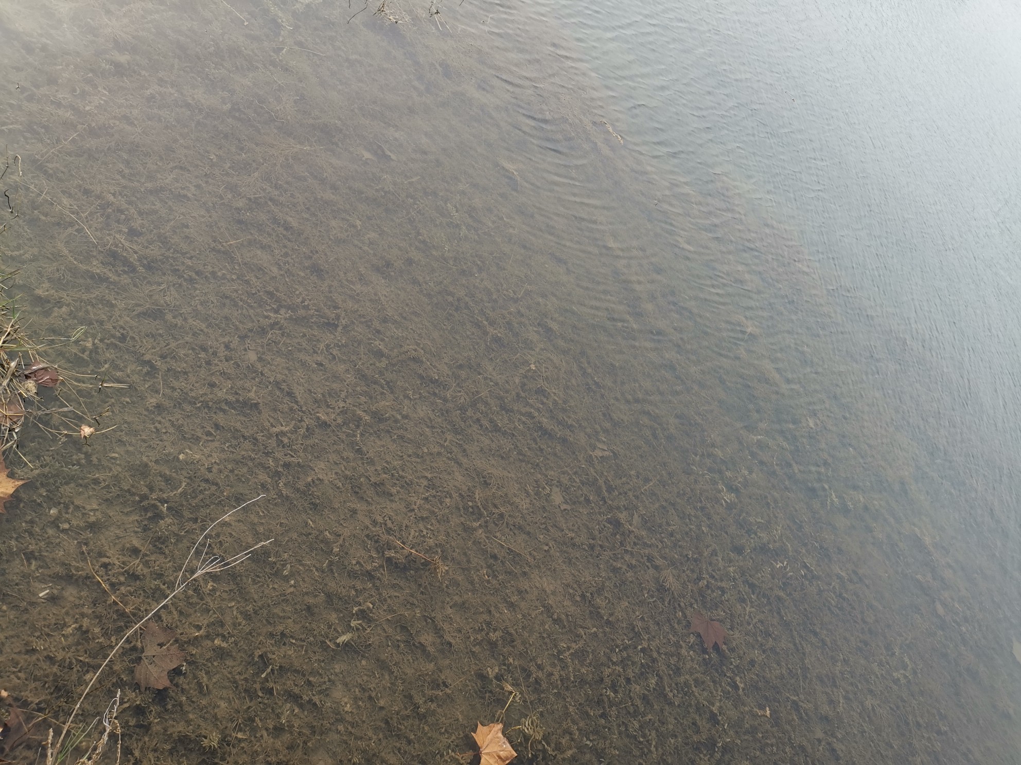 |郑州这个雨水口为啥向龙子湖内排污水？