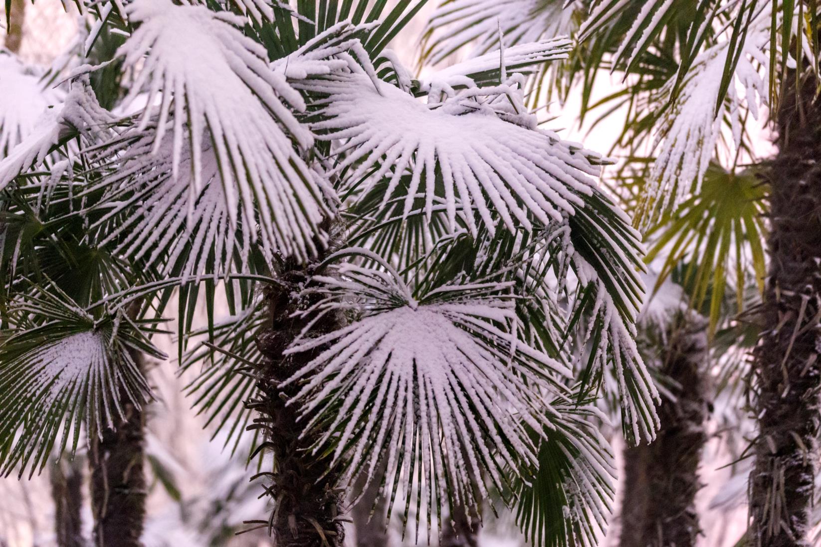 自然降水+人工增雨 河南首场降雪最大降雪量现登封10.4毫米