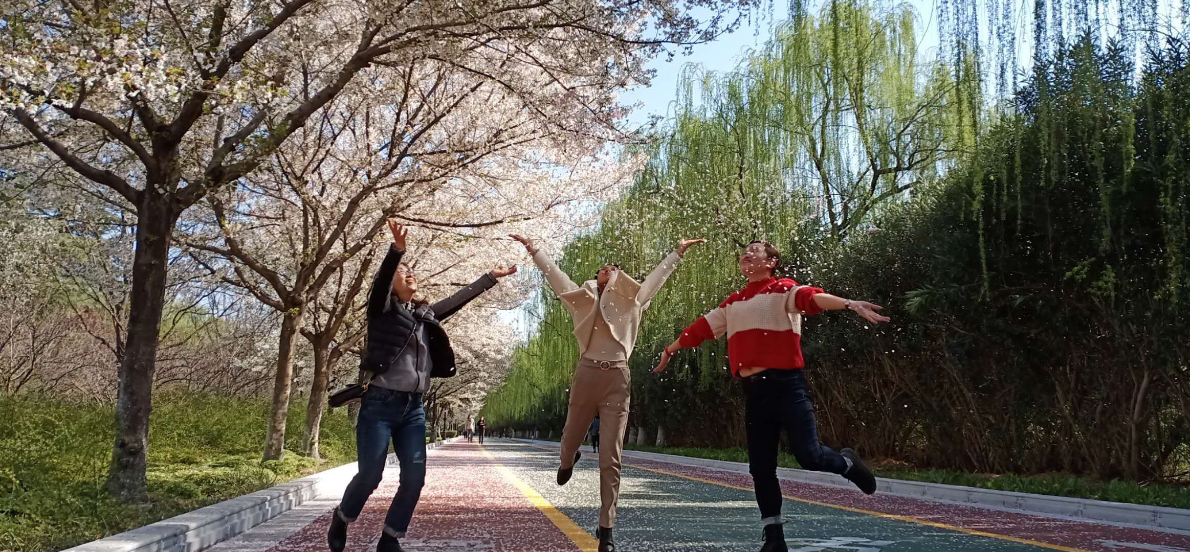 [牡丹]豫来豫自＂游＂之五丨洛阳大棚牡丹始盛开，踏青赏花市民增多