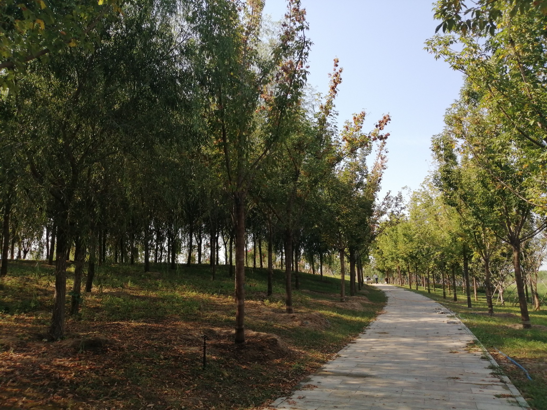 森林公园|郑州开封之间要建万亩森林公园？有山、有水、有森林