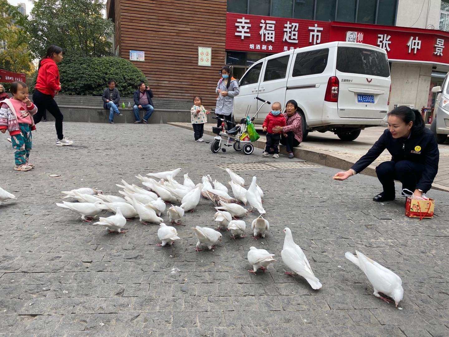 |小白鸽郑州小区安家已十年，美女车长与居民化身投喂员