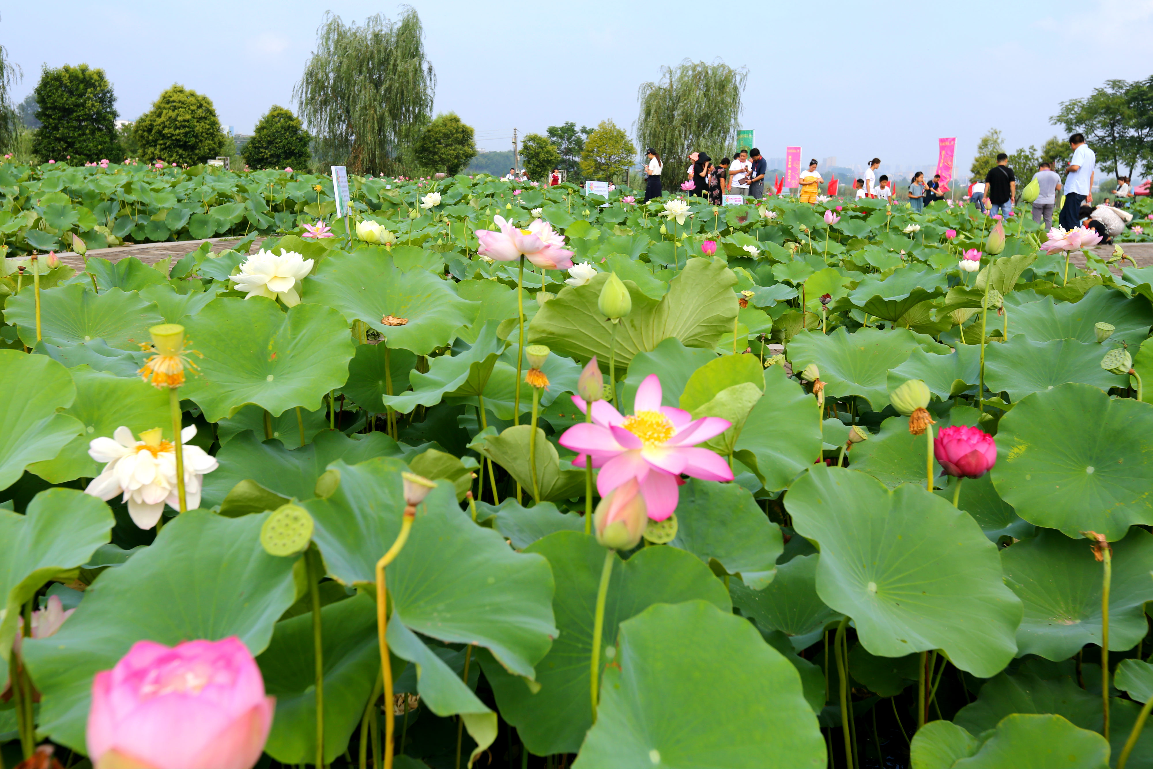 快来看诗经里的荷花淮阳赏荷旅游月今日开启大幕
