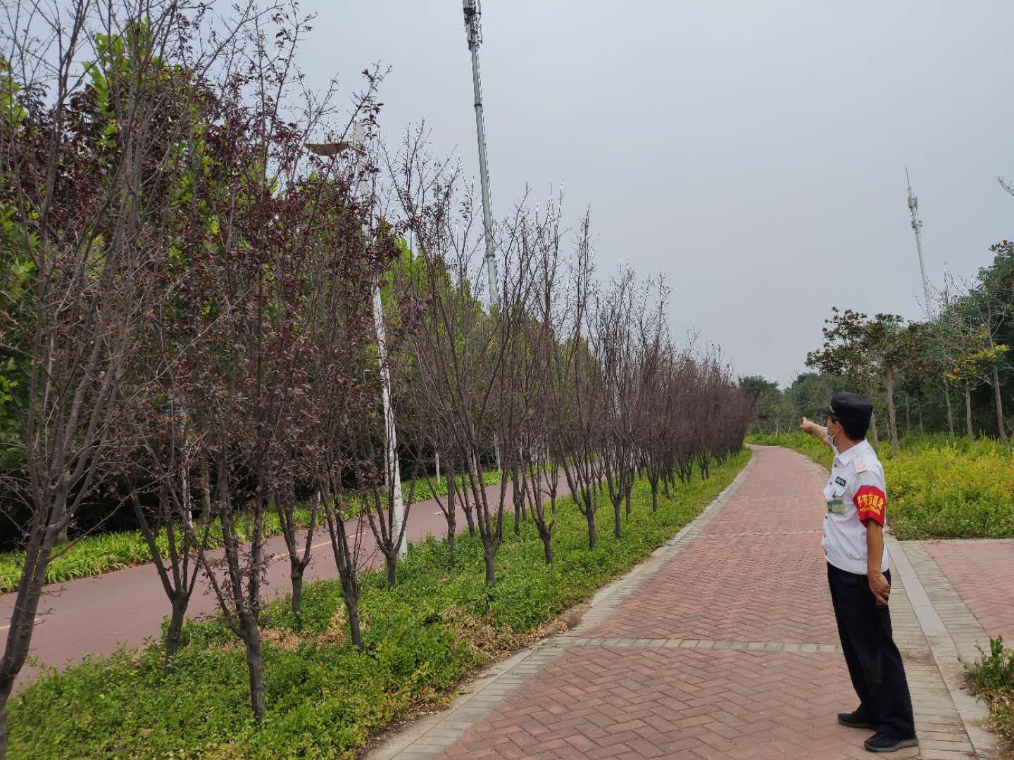 林业|嘘？！大量虫子缠树这儿要闹虫灾？