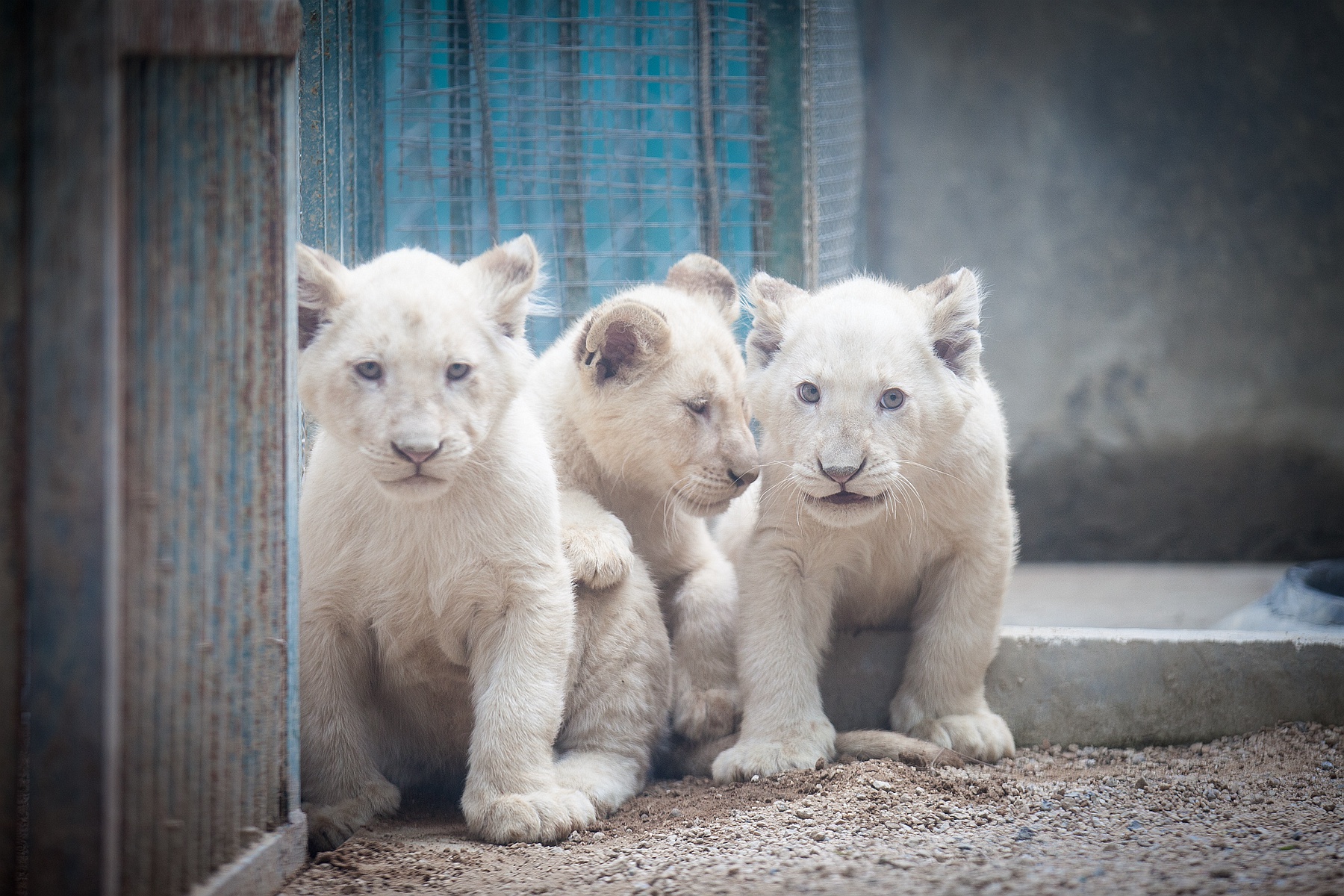 在饲养员和狮妈妈的照料下,三只银发碧眼的小白狮健壮可爱,活力十足