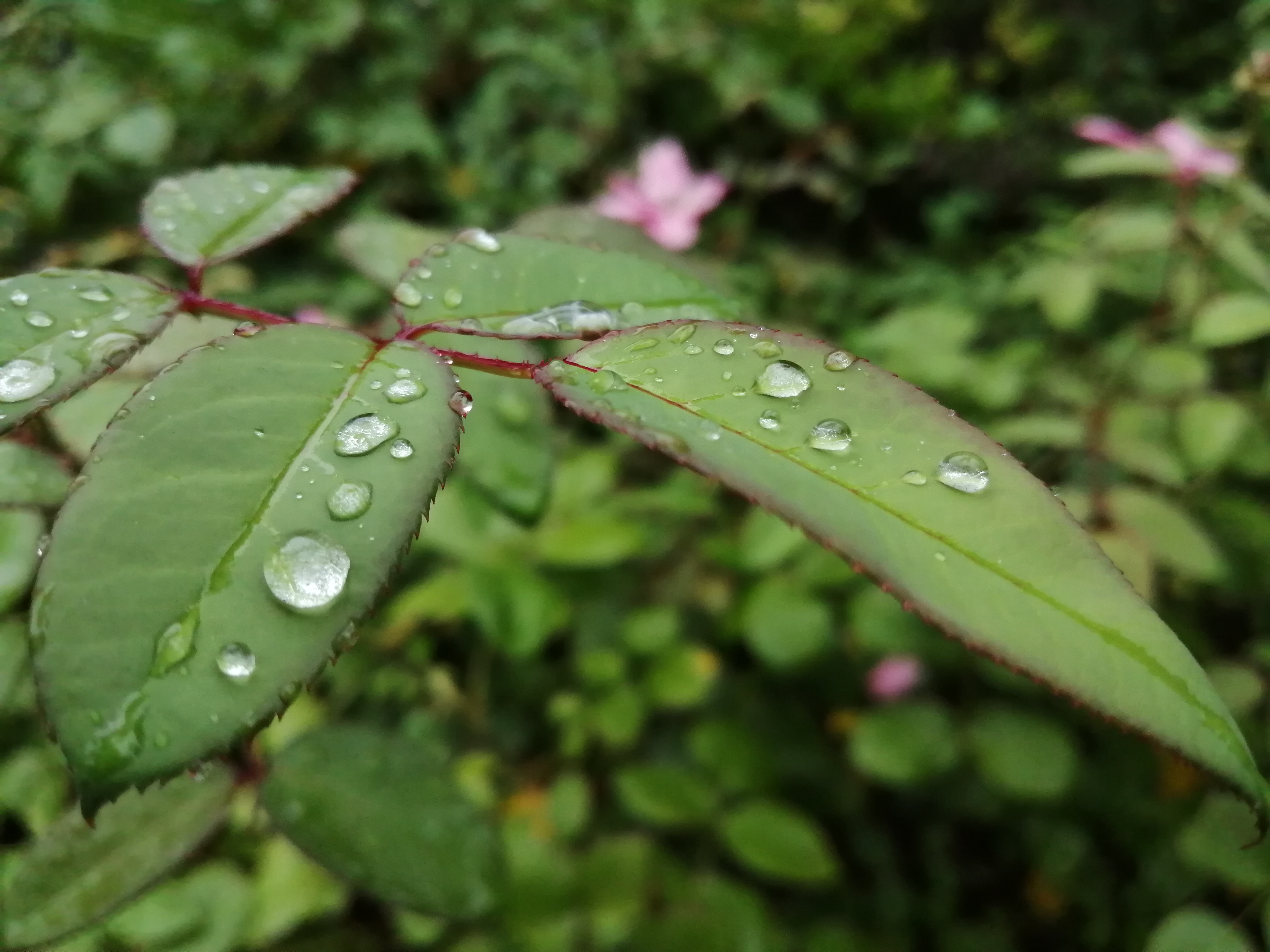 暴雨|下午多个地市将遭暴雨？ 郑州这轮的雨势也不小