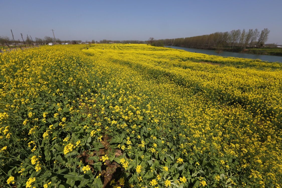 县邓城镇附近的沙河岸边看到,这里上千亩连片种植的油菜花争相怒放